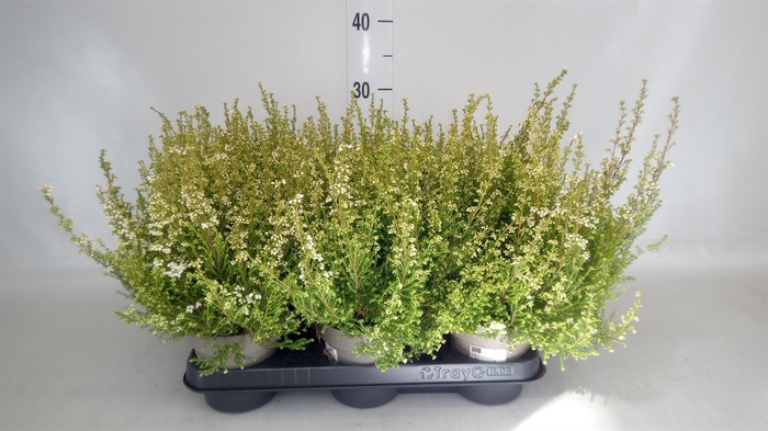 <h4>Erica gracilis   ...</h4>