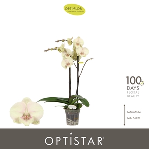 Optistar Turner 2 spike