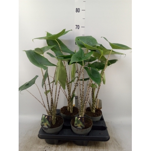 Alocasia zebrina