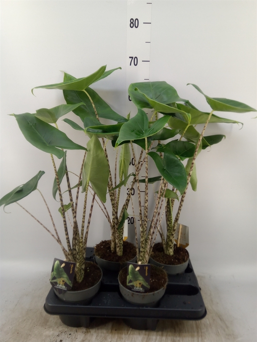 <h4>Alocasia zebrina</h4>