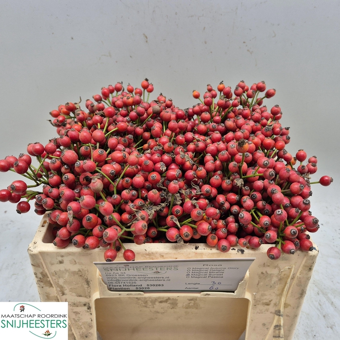 <h4>ROSA MAG SUNSET</h4>