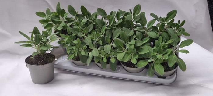 <h4>SALVIA OFFICINALIS</h4>