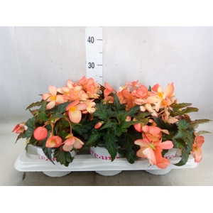 Begonia boliv. 'Angel Pink'