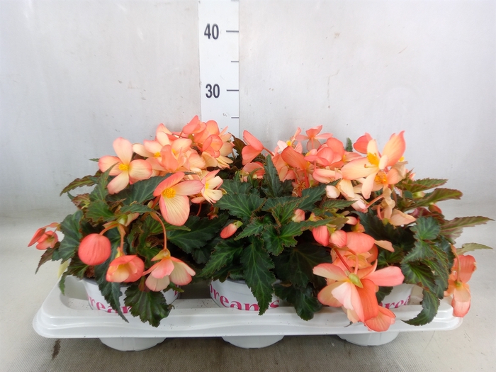 <h4>Begonia boliv. 'Angel Pink'</h4>
