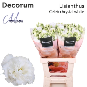 Eustoma russ. DU 'Celeb Chrystal'