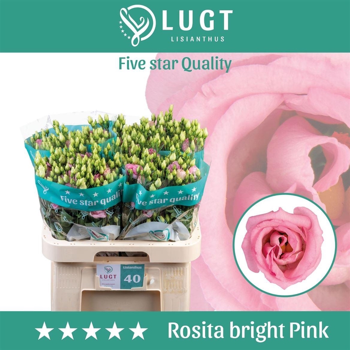 <h4>Eus G Rosita Bright Pink</h4>