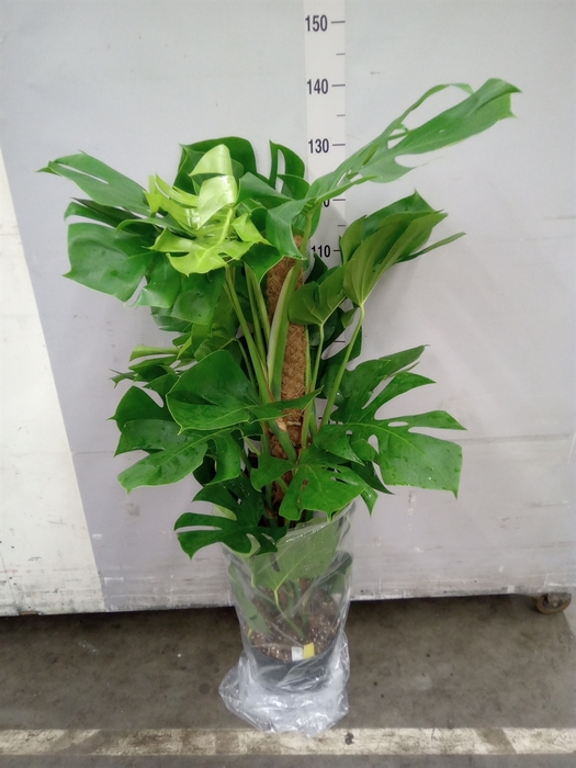 <h4>Monstera pertusum</h4>