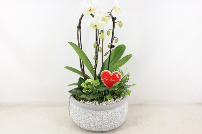 <h4>arr2 PL - Ker. barok phal cascade hart</h4>