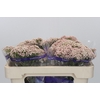 Ozothamnus Cooks Pink