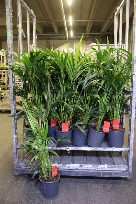 <h4>Howea Forsteriana</h4>