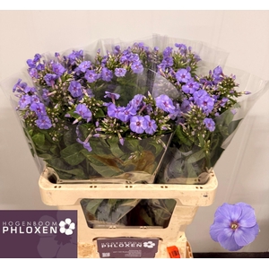 PHLOX PANIC. 'BUTTERFLY'