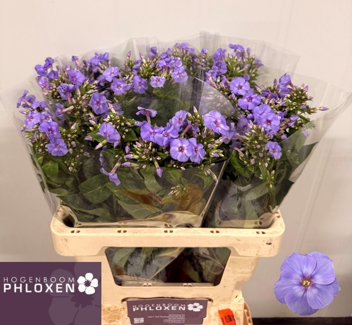 <h4>PHLOX PANIC. 'BUTTERFLY'</h4>