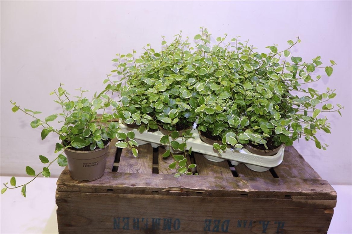 <h4>Fic Pu White Sunny</h4>