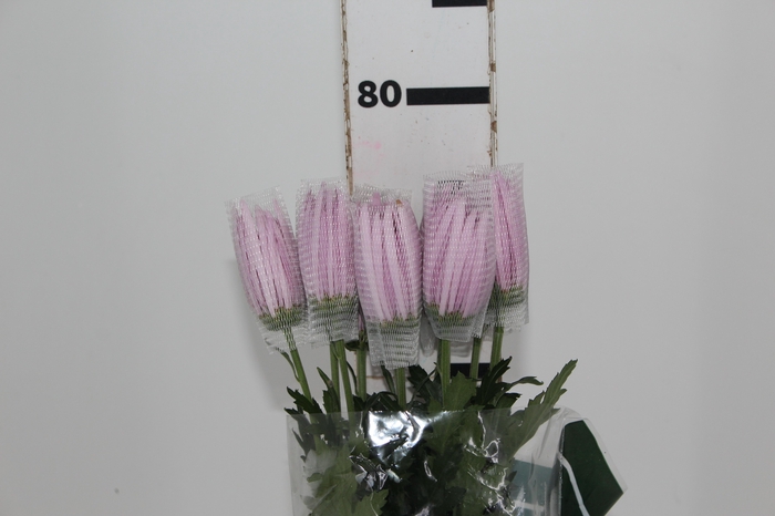 <h4>ANASTASIA CIPRIA 080 CM LILAS</h4>
