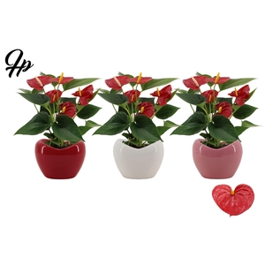 Anthurium 9 cm Success Red in Paris mix ceramics