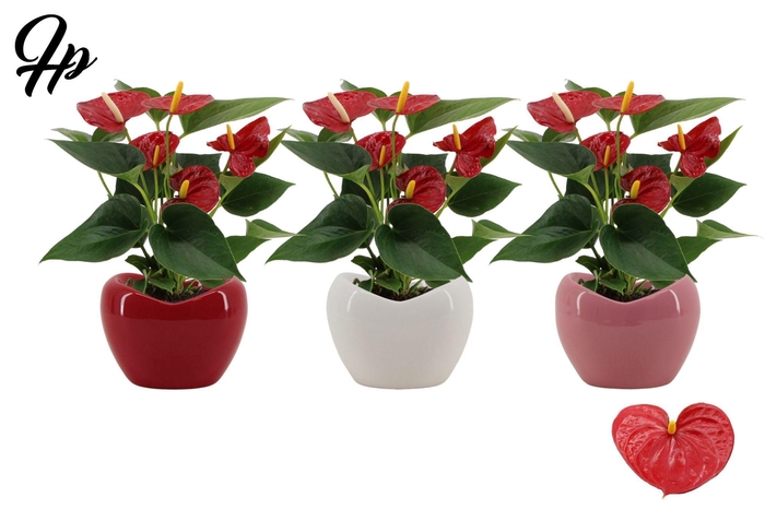 <h4>Anthurium 9 cm Success Red in Paris mix ceramics</h4>