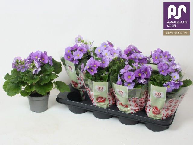 <h4>PRIM OBCONICA BLUE</h4>