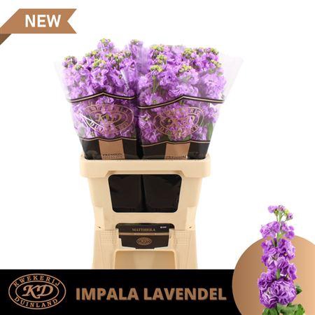 <h4>Matth Impala Lavende</h4>