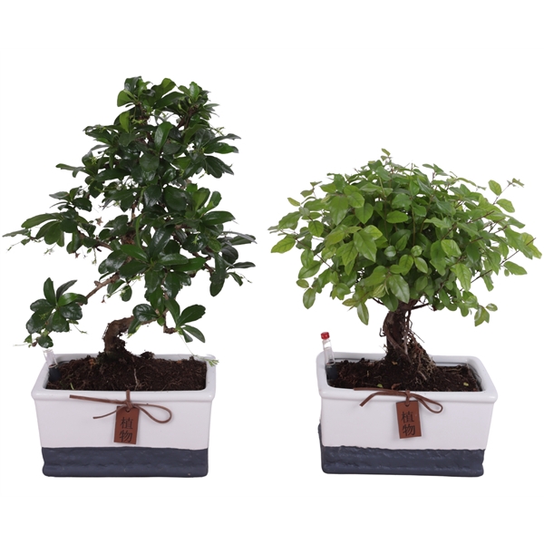 <h4>Bonsai Mixed Easy Care pot in ø17cm Twotone Ceramic 2021</h4>