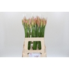 Nerine Vesta K