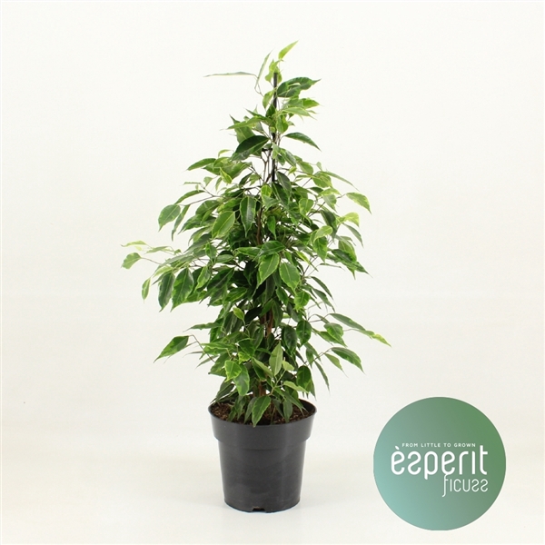 <h4>Ficus benjamina Anastasia®</h4>