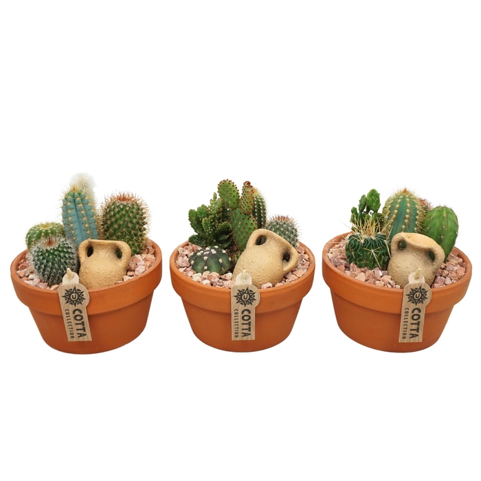 <h4>Arr.  Cactus L%</h4>