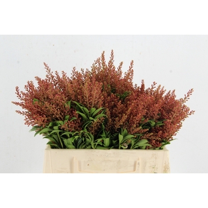 PIERIS RED PER BUNCH 035CM