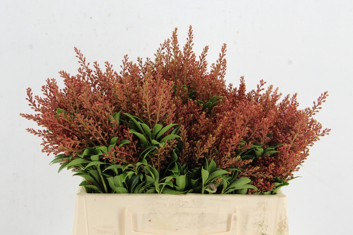 <h4>PIERIS RED PER BUNCH</h4>