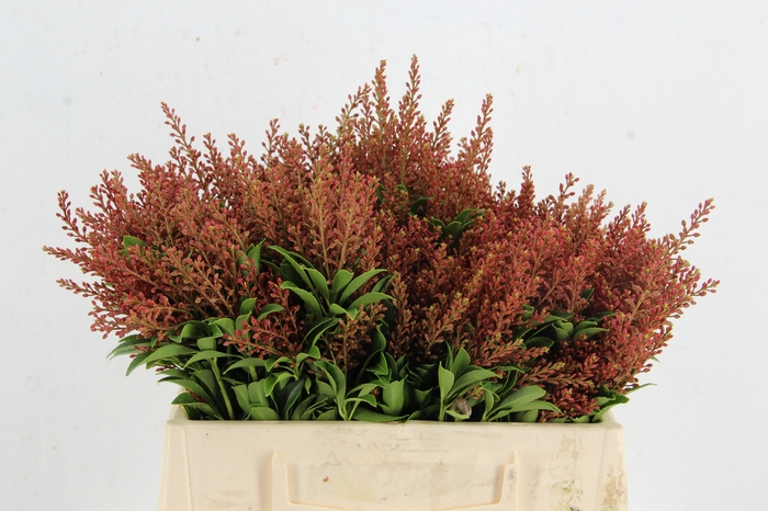 <h4>PIERIS RED PER BUNCH</h4>