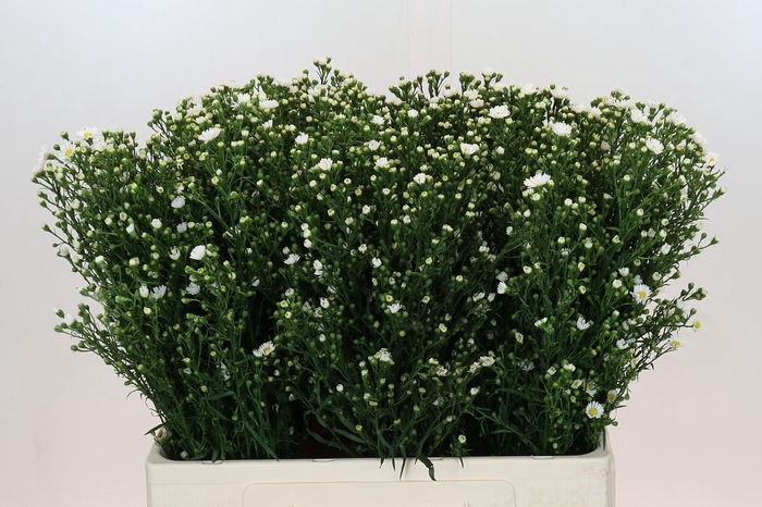 <h4>Aster Paquita</h4>