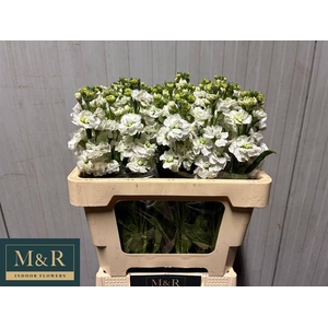 MATTH STOX WHITE