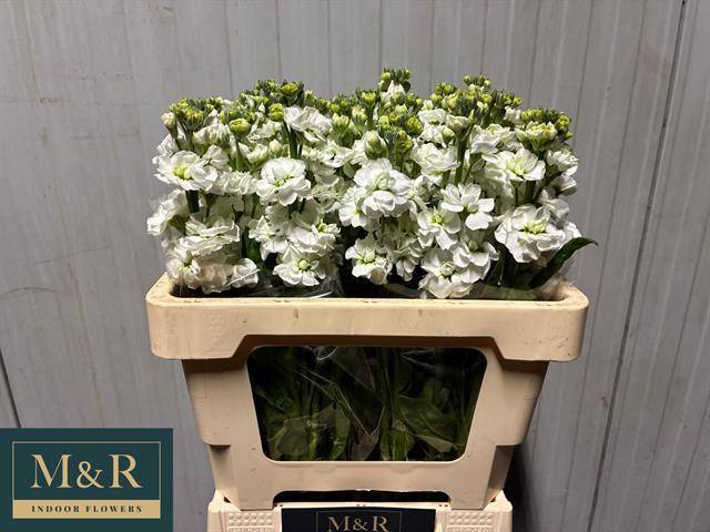 <h4>MATTH STOX WHITE</h4>