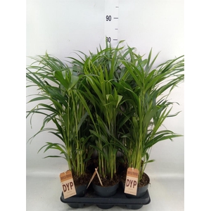 Dypsis lutescens   ...Chrysalidoca