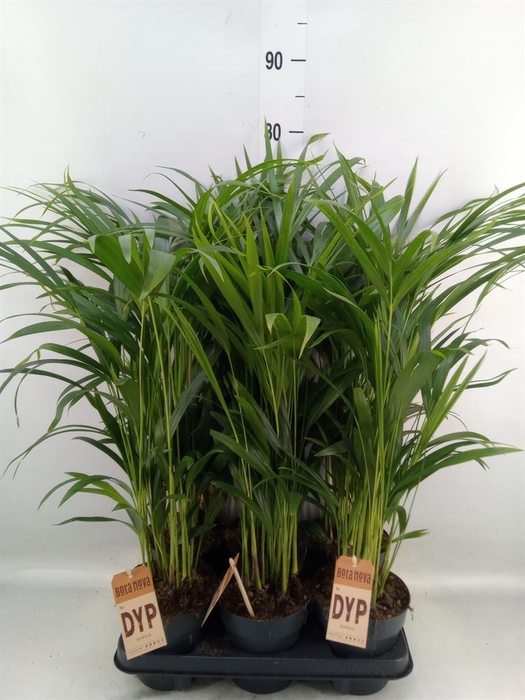 <h4>Dypsis lutescens   ...Chrysalidoca</h4>