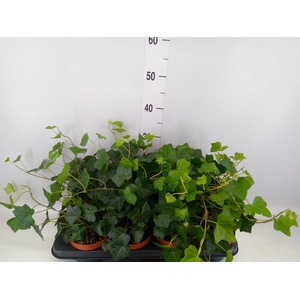 Hedera hibernica