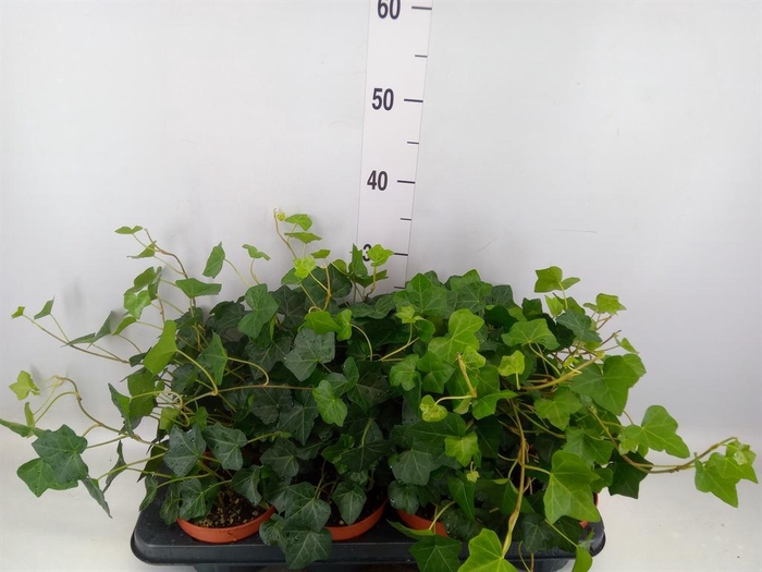 <h4>Hedera hibernica</h4>