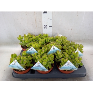 Cotyledon tome. ladys.