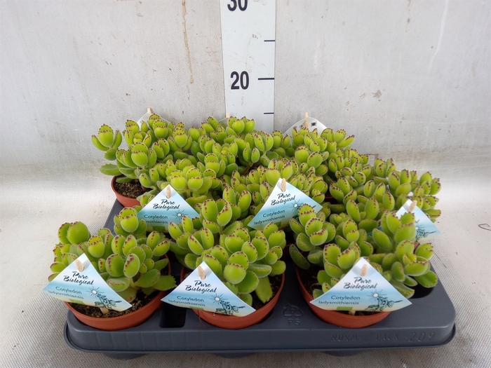 <h4>Cotyledon tome. ladys.</h4>