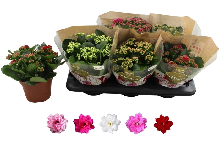 <h4>KAL GE RO GEM 5 KL</h4>