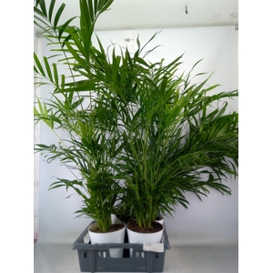 Chamaedorea cataractarum