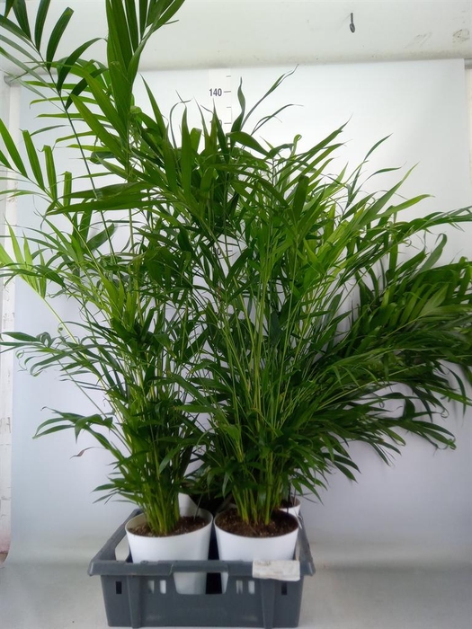 <h4>Chamaedorea cataractarum</h4>