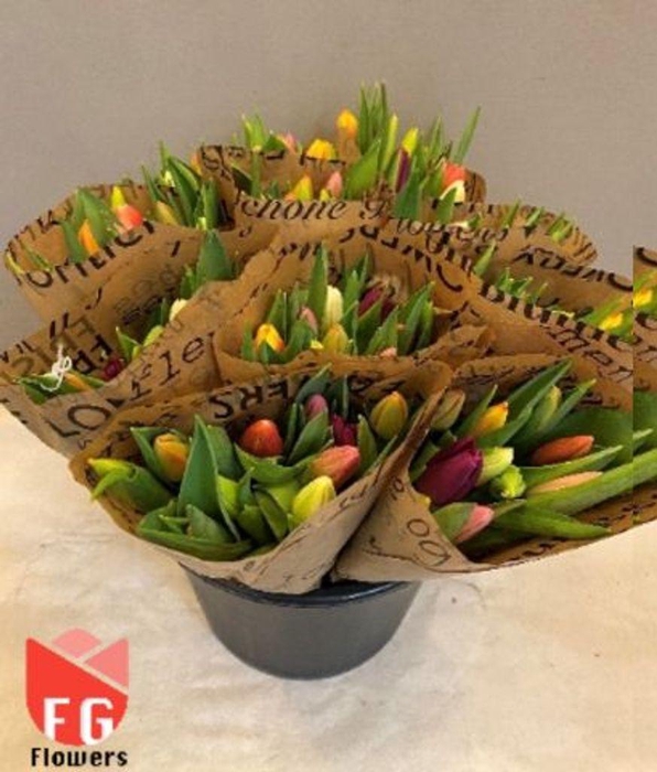 <h4>Tulipa si rainbow (mixbunch)</h4>