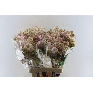 Syr Hy Maidens Blush