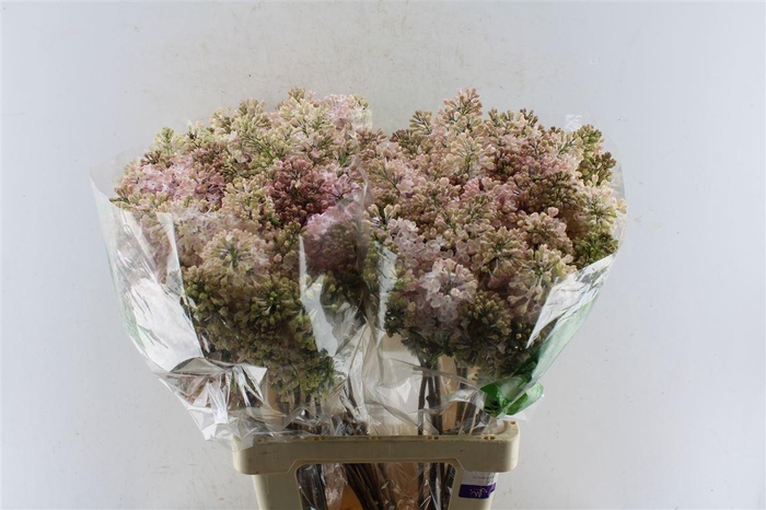 <h4>Syr Hy Maidens Blush</h4>