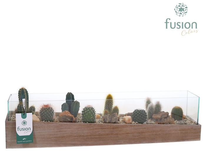 <h4>Aquarium Large met Cactussen</h4>