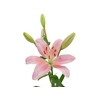 LIRIO PACIANO 080 CM HT 2/3 FLS ROSA