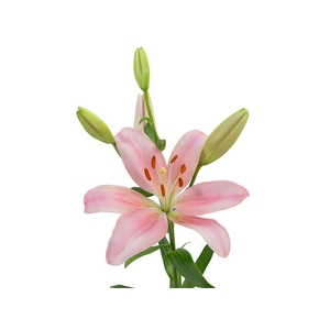 LIRIO PACIANO 080 CM HT 2/3 FLS ROSA