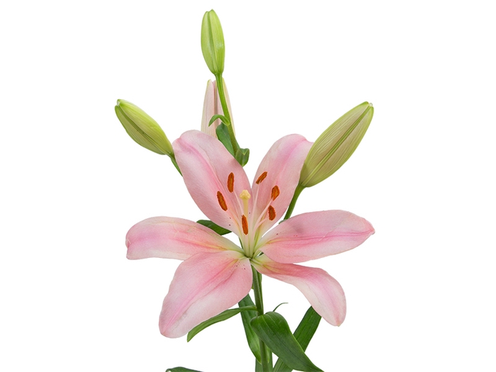 <h4>LIRIO PACIANO 080 CM HT 2/3 FLS ROSA</h4>