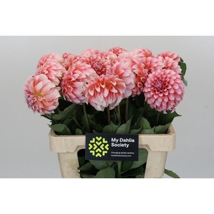 Dahlia Peaches