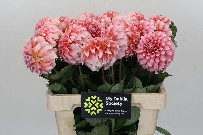 <h4>Dahlia Peaches</h4>